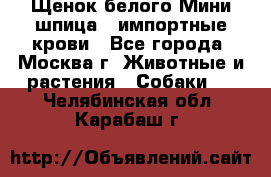 Щенок белого Мини шпица , импортные крови - Все города, Москва г. Животные и растения » Собаки   . Челябинская обл.,Карабаш г.